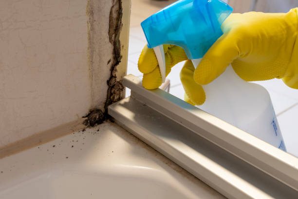 Best Mold Damage Repair  in Ventress, LA