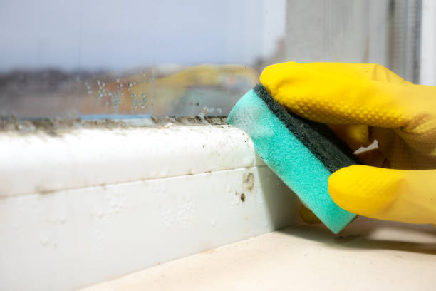 Best Fast Mold Removal  in Ventress, LA