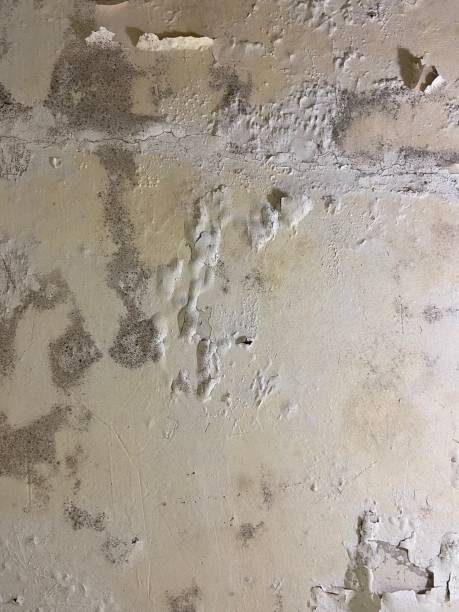 Best Mold Removal Near Me  in Ventress, LA
