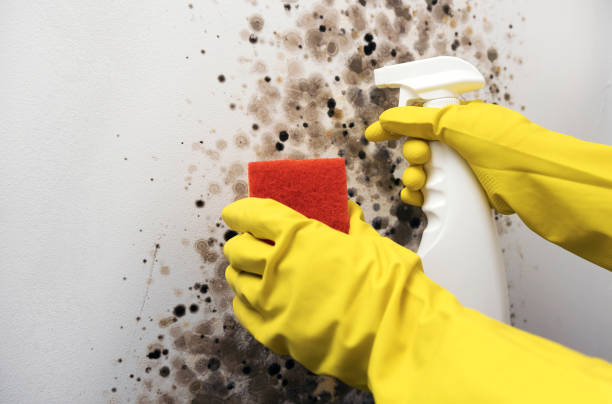 Best Professional Mold Removal  in Ventress, LA